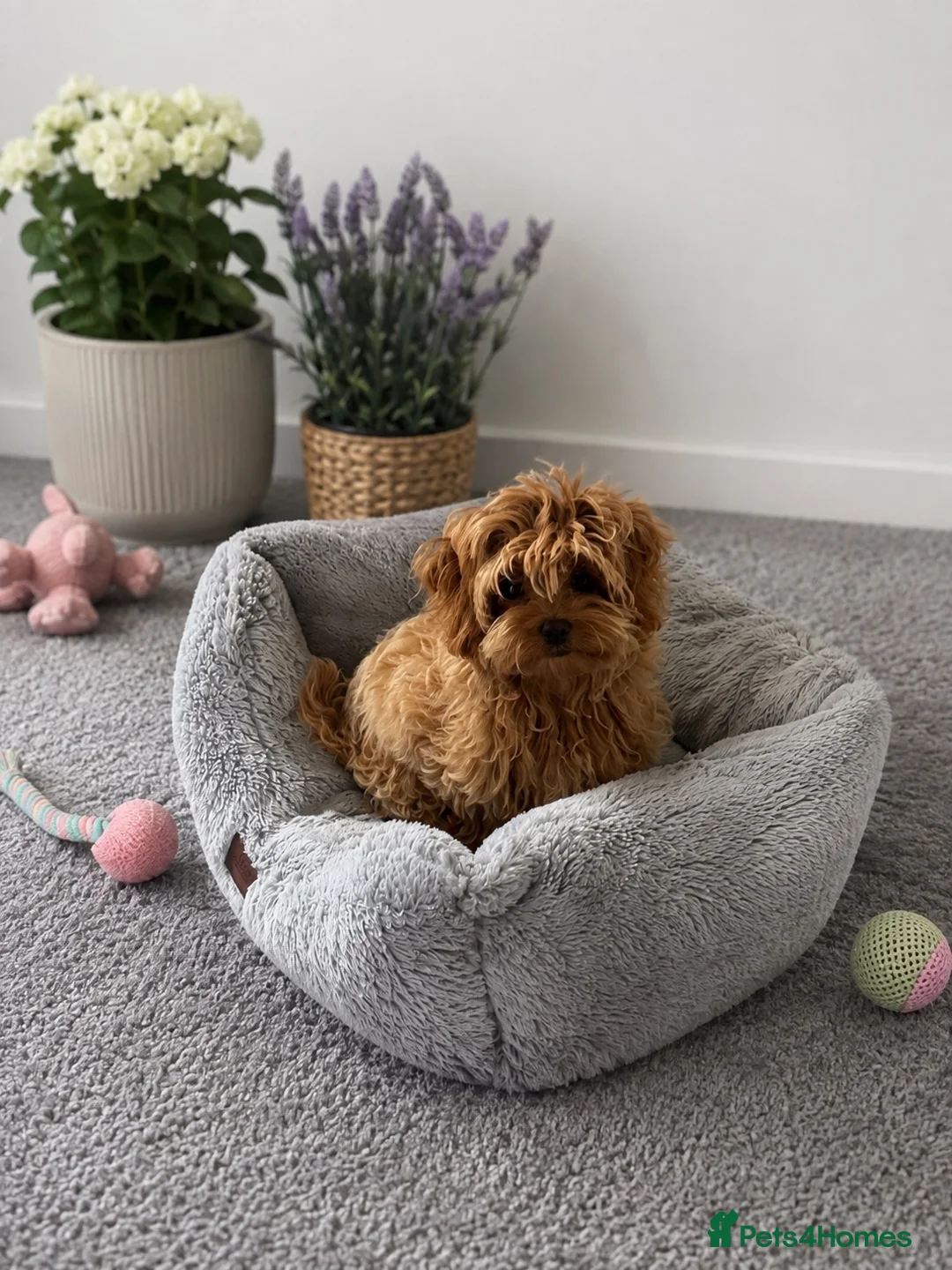 Maltipoo dogs for sale: Tiny Asian Maltipoo. DNA tested parents. - Advert 1