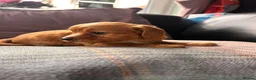 Cavapoo dogs for sale: stunning Cavapoo puppies up for sale  in Egremont - Advert 37
