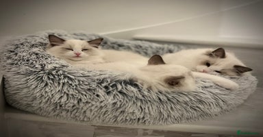 Ragdoll cats - Advert 2