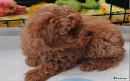 Toy Poodle dogs for sale: Tiny kc Russian background toy poodle poppies  - Image 23