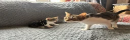 Mixed Breed cats for sale: 4 Beautiful Tabby Kittens  in Crewe - Advert 9