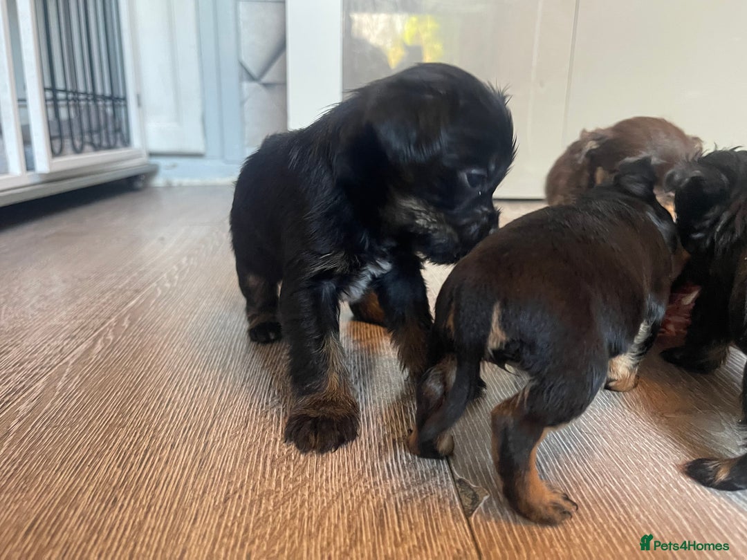 Mixed Breed dogs for sale: Jackapoo/French bulldog  - Advert 30