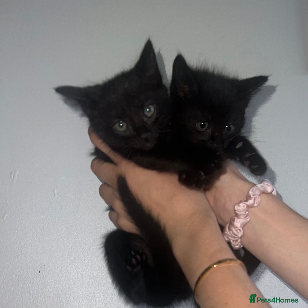 British Shorthair cats for sale: British Shorthair Half Breed  in Hungerford - Image 2