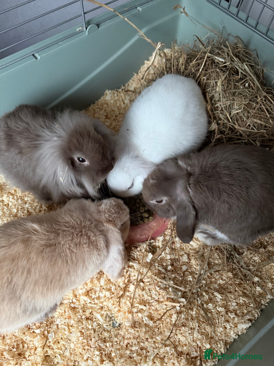 French Lop rabbits for sale: Beautiful French lops available - Advert 9