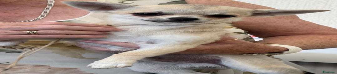 Chihuahua Puppy 2