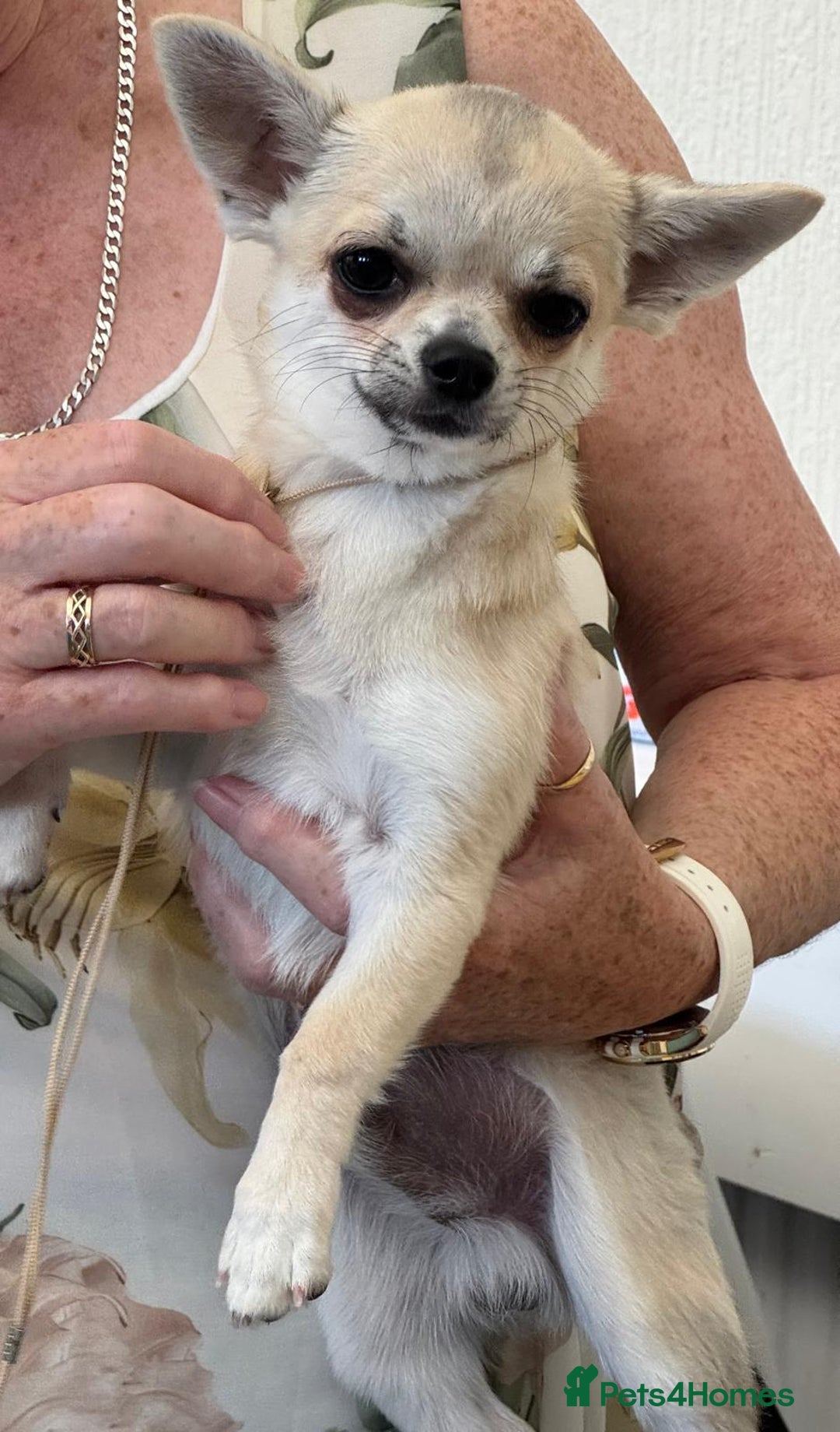 Chihuahua dogs for sale: Smooth coat boys available - Image 2