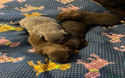 Miniature Dachshund dogs for sale: Stunning full pedigree Miniature Dachshunds  - Image 31