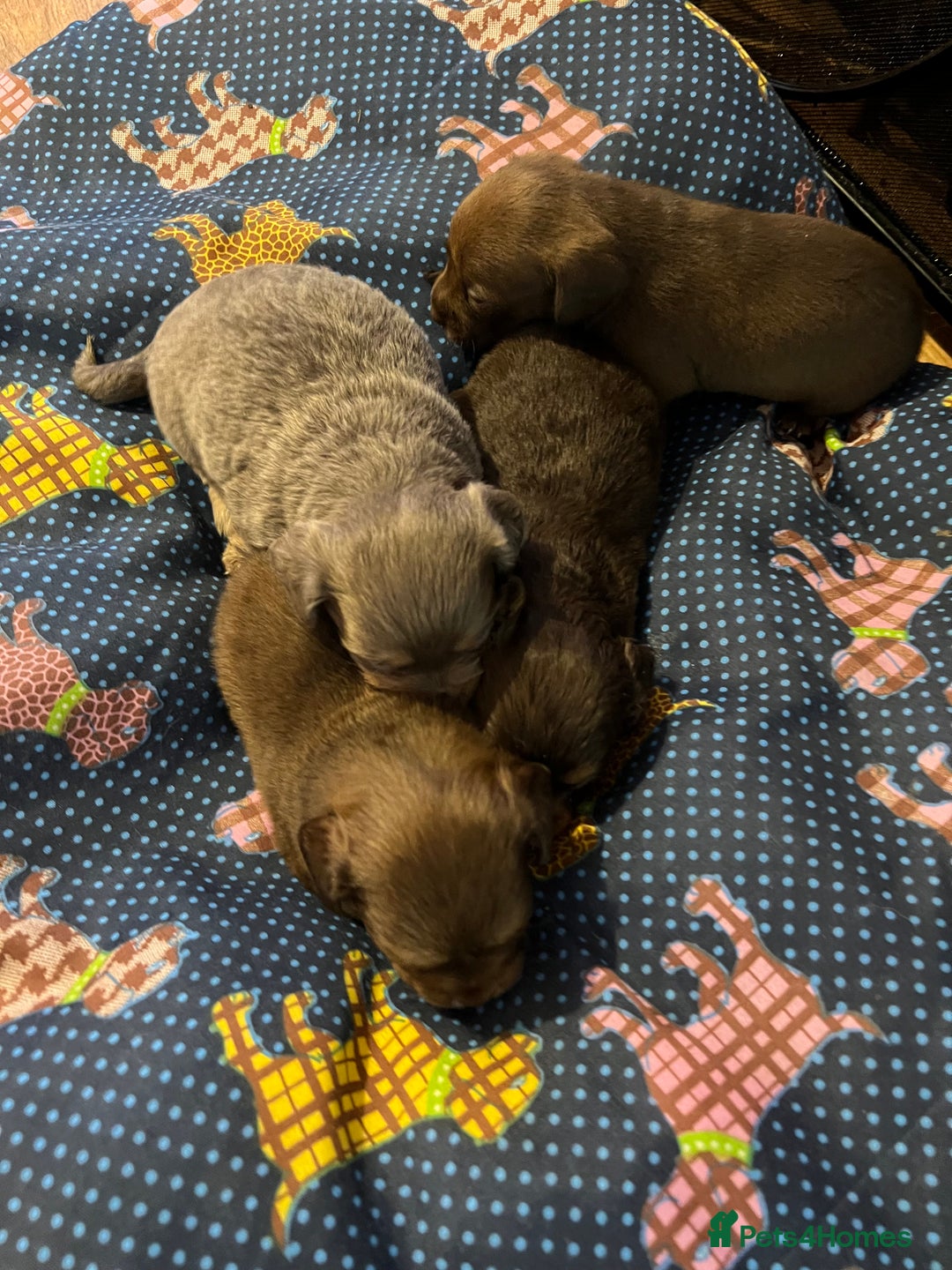 Miniature Dachshund dogs for sale: Stunning full pedigree Miniature Dachshunds  - Image 31