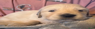 Golden Retriever Puppy 1