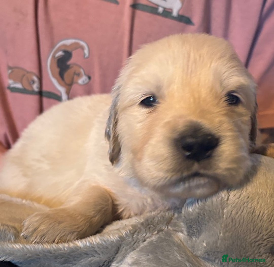 Golden Retriever dogs for sale: Gorgeous KC Registered Goldies. 5 Star Reg.Breeder - Advert 30