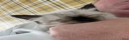 Ragdoll cats for sale: Beautiful pedigree ragdoll kittens  - Advert 6