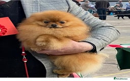 Pomeranian dogs for sale: Fabulous Pomeranian Girl Puppies  - Image 2