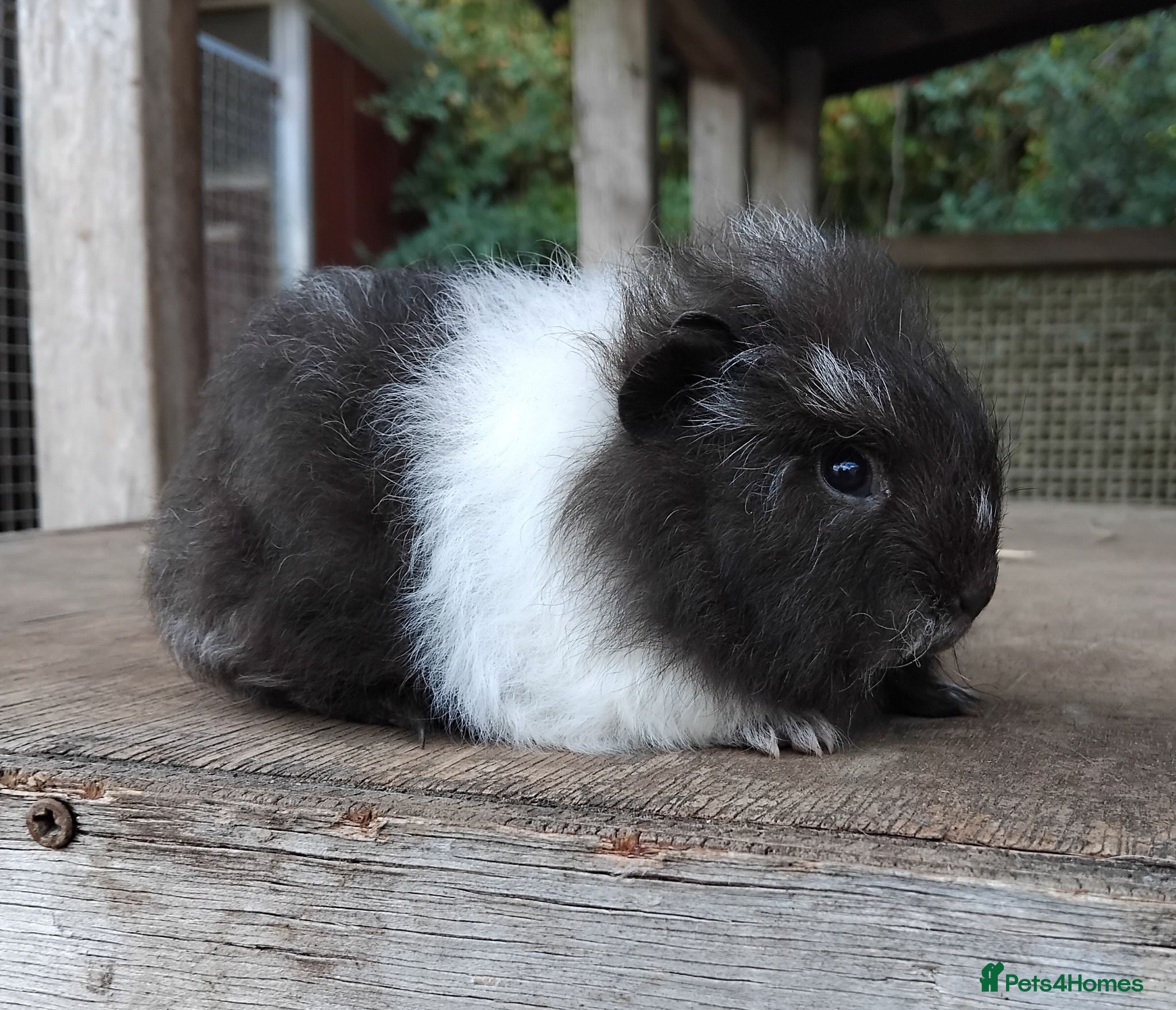 Guinea Pig rodents Swiss, Dalmation,Chocolate, Tort & White baby boys - Advert 3