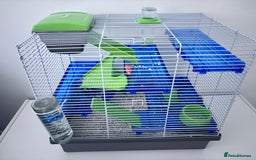 Hamster rodents for sale: Harry the Syrian Hamster - Image 1
