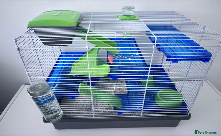 Hamster rodents - Advert 1