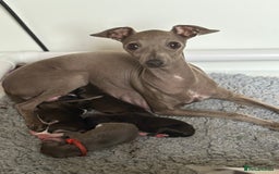 Italian Greyhound dogs for sale: Male Italian greyhound puppies  - Image 1