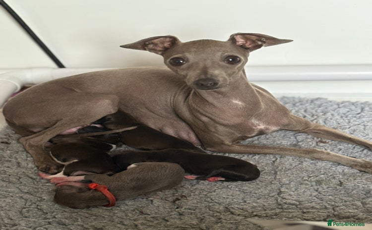 Italian Greyhound dogs - Advert 5