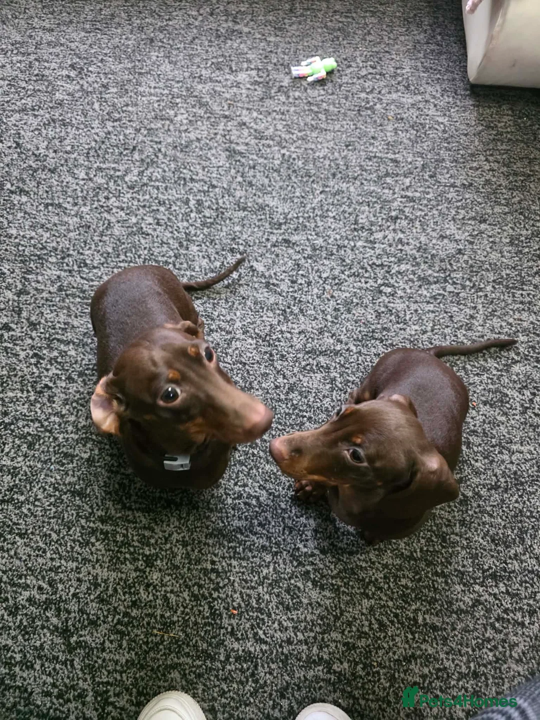 Miniature Dachshund dogs for sale: Miniature dachshund  in Preston - Advert 1