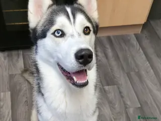 Siberian Husky dogs Male Siberian Husky ready for stud - Advert 1