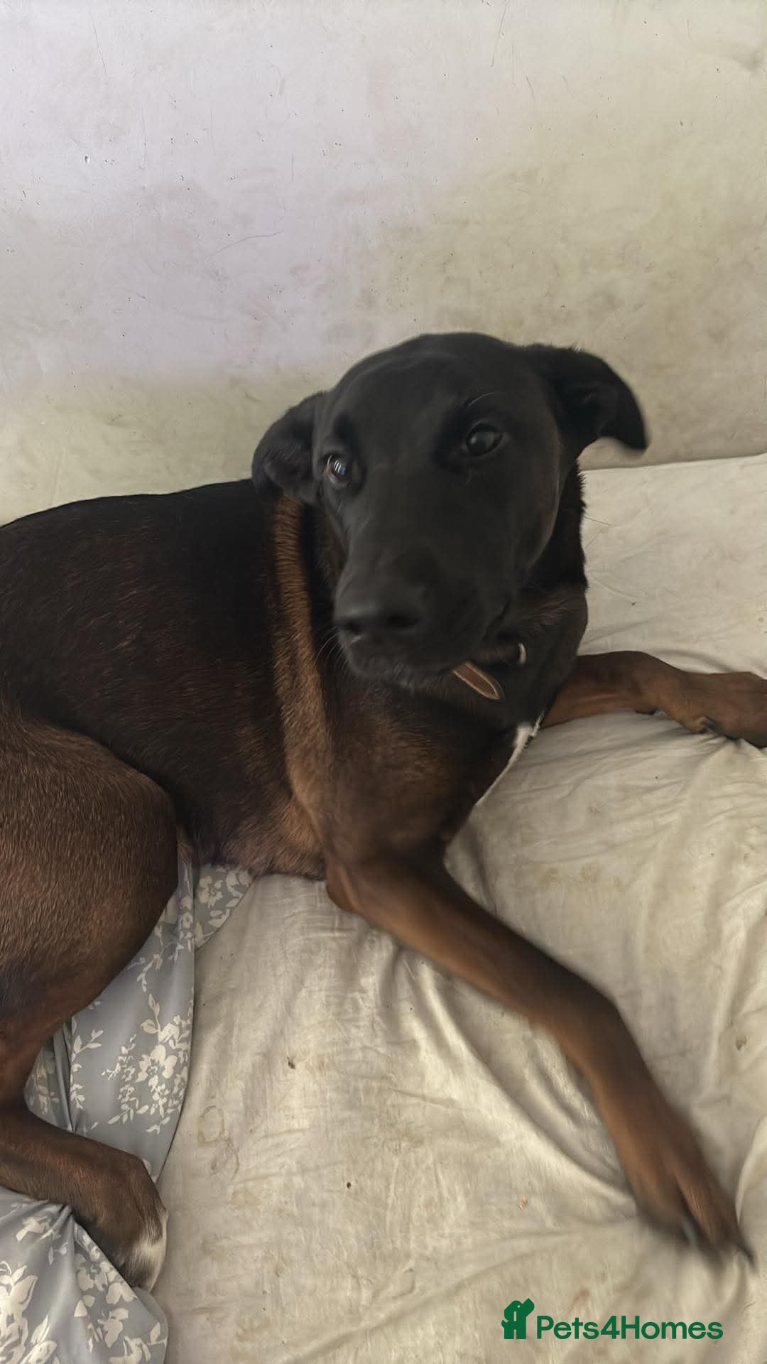 Mixed Breed dogs Rehoming a wonderful dog - Advert 1