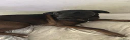 Mixed Breed dogs for sale: Rehoming a wonderful dog in Clacton-on-Sea - Advert 1