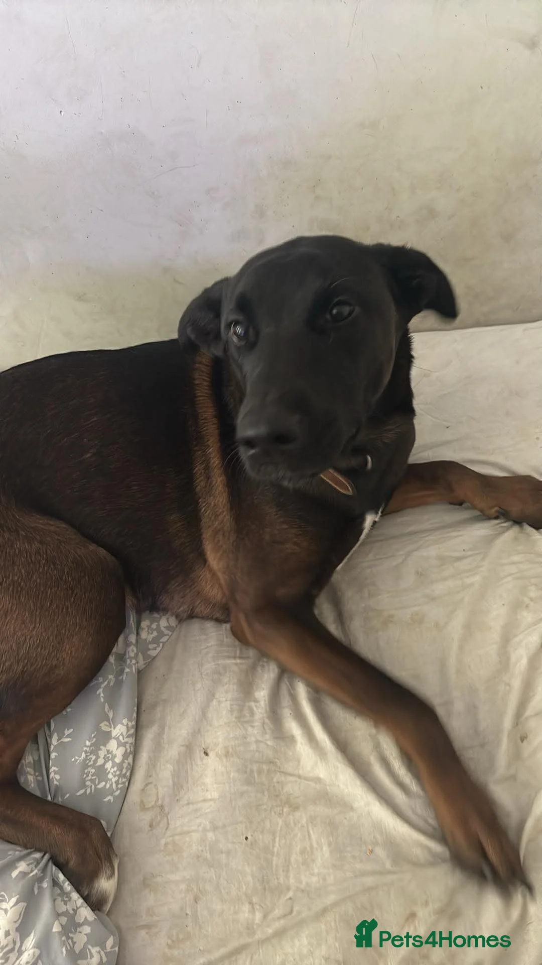 Mixed Breed dogs for sale: Rehoming a wonderful dog in Clacton-on-Sea - Advert 1