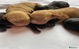 Cockerdor dogs for sale: Outstanding working gun puppies  - Image 19