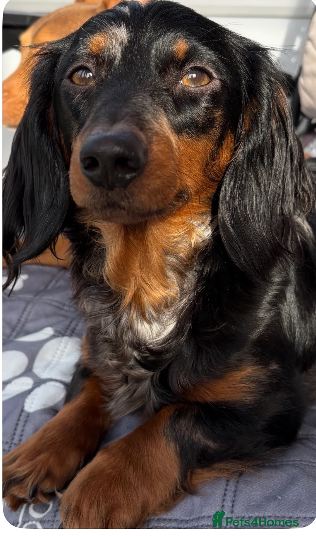 Dachshund dogs for sale: Smooth haired miniature Dachshunds 🐶😍 - Advert 18