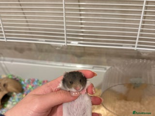 Hamster rodents Baby Syrian hamsters (one left) - Advert 4