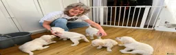 Golden Retriever dogs for sale: Stunning KC registered cream golden retrievers - Advert 3