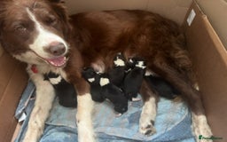 Border Collie dogs for sale: Beautiful baby borders  - Image 9