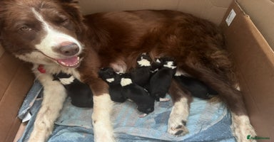 Border Collie dogs - Advert 8