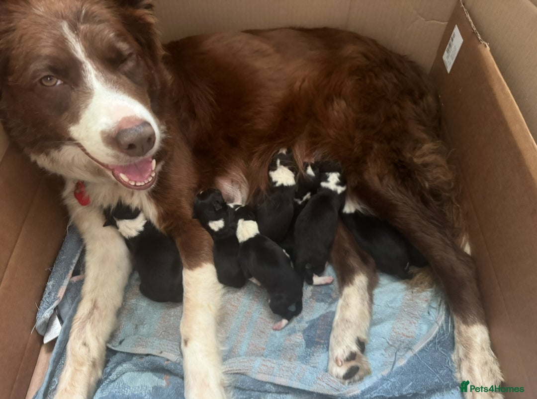 Border Collie dogs for sale: Beautiful baby borders  - Image 9