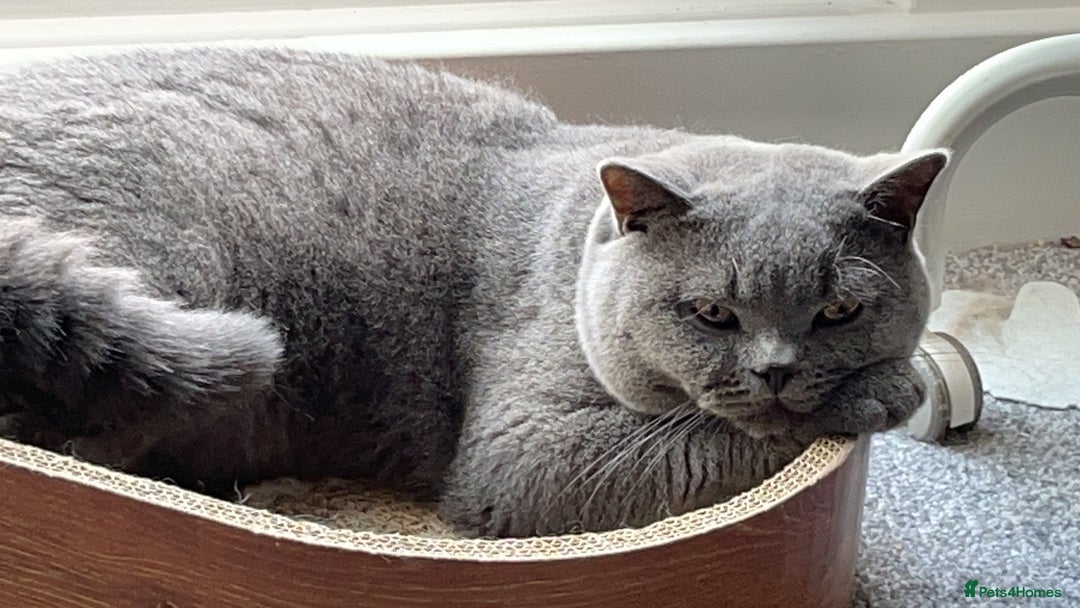 British Shorthair cats for sale: Gorgeous blue BSH son of gccf Champion(unneutered) - Image 4