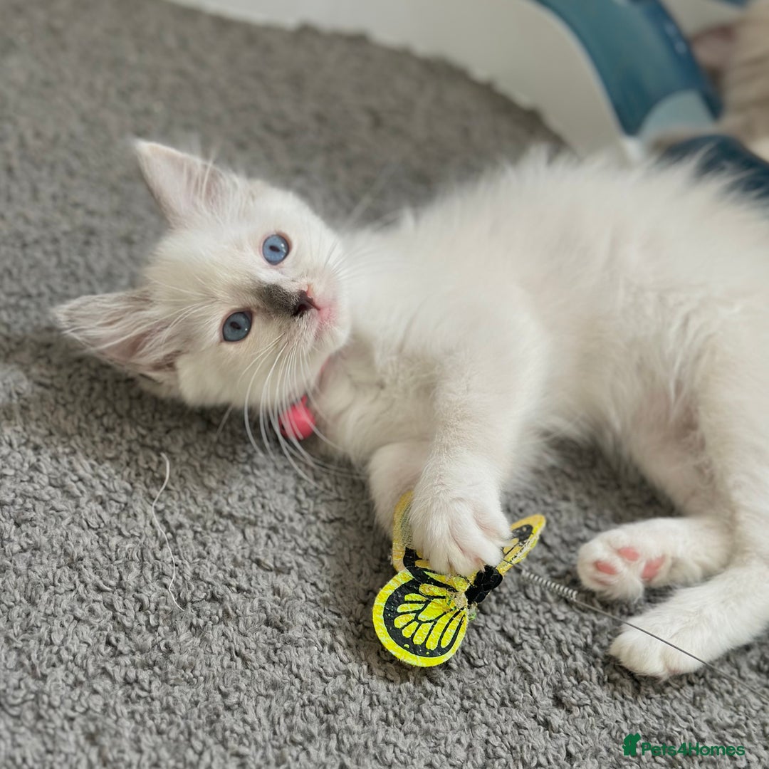 Ragdoll cats for sale: Gentle, Affectionate, Cuddly, Playful Kittens - Image 8