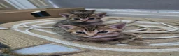 Domestic Shorthair cats for sale: 5 beautiful tabby kittens for Sale!!! - Advert 30