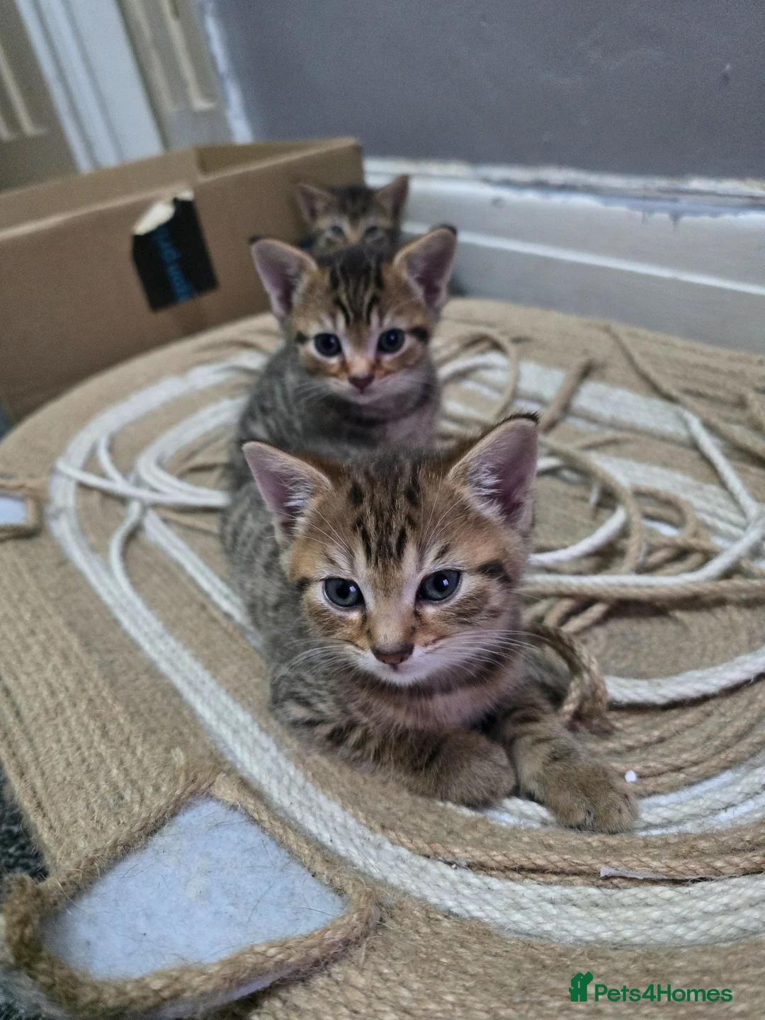 Domestic Shorthair cats for sale: 5 beautiful tabby kittens for Sale!!! - Advert 30