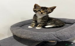 Mixed Breed cats for sale: 1 beautiful kitten  - Image 1