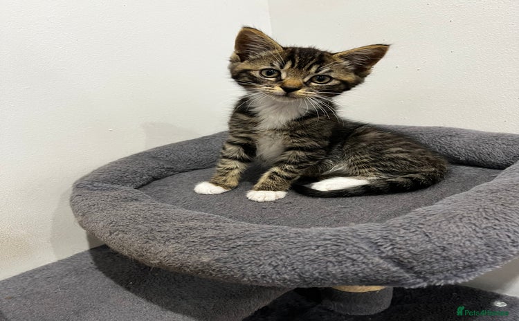 Mixed Breed cats - Advert 2