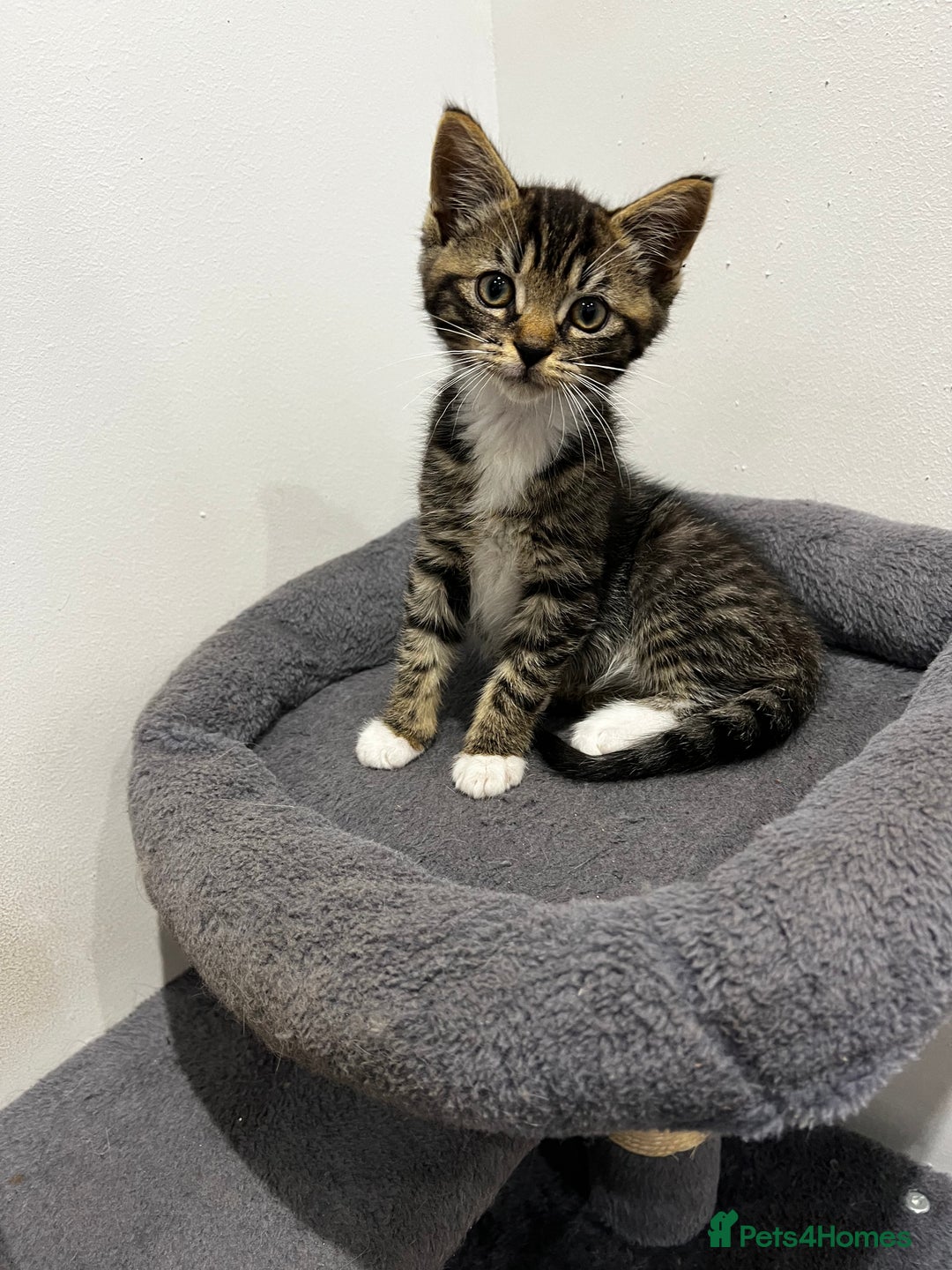 Mixed Breed cats for sale: 1 beautiful kitten  - Image 1