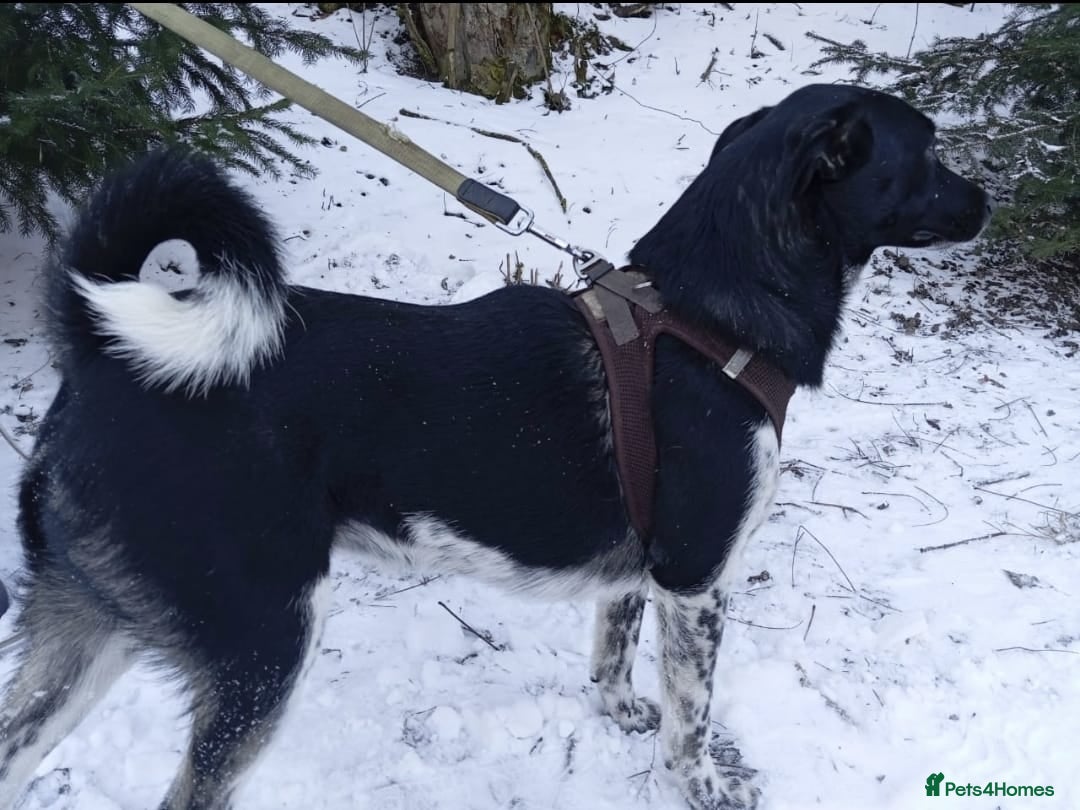 Mixed Breed dogs for adoption: 💖🐶 GEMMIE 🐶💖 - Advert 13