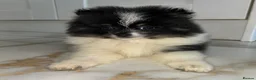 Pomeranian dogs for sale: Tiny Russian Teddy Pomeranians  - Advert 7