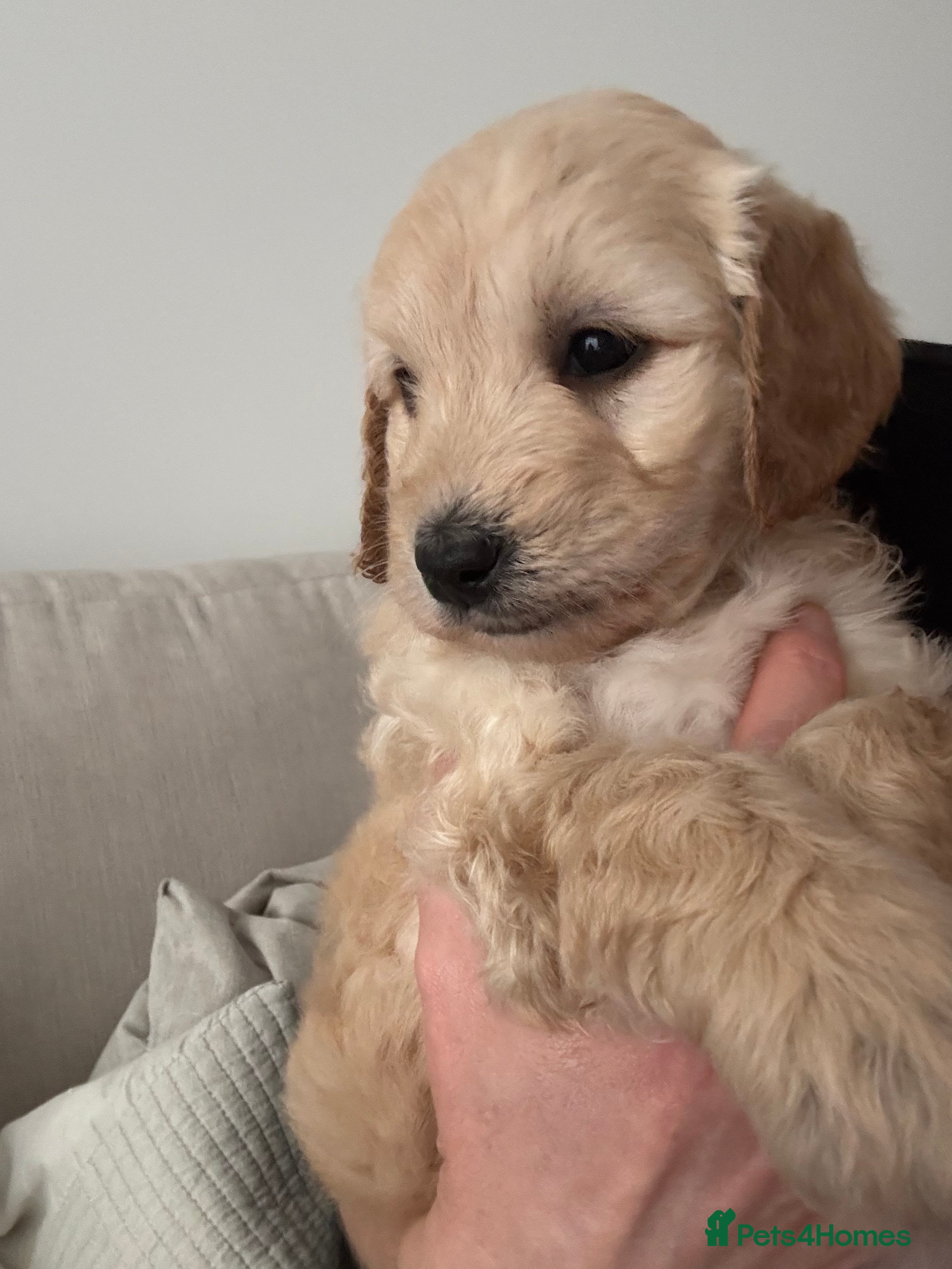 Goldendoodle dogs F1 Golden Doodles  - Advert 13