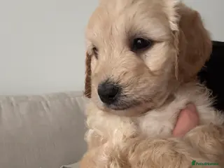 Goldendoodle dogs F1 Golden Doodles - Advert 13