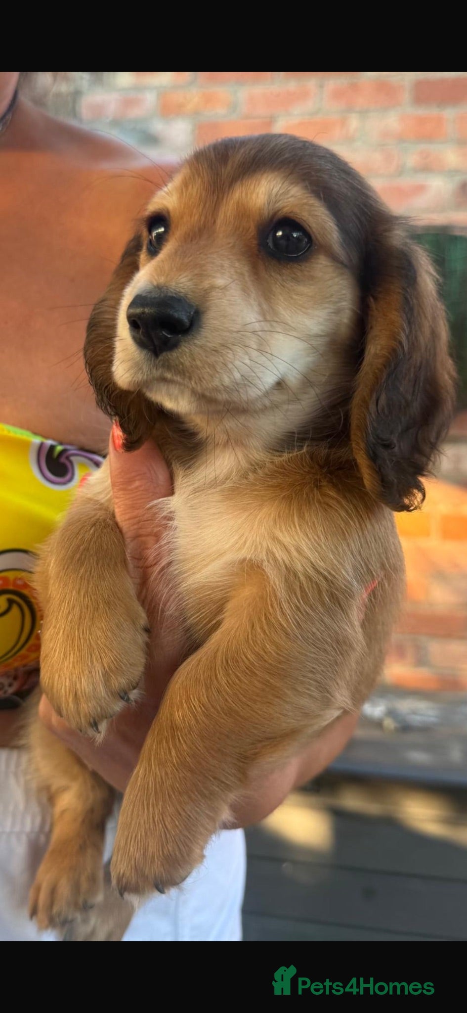 Dachshund dogs Miniature long haired dachshund puppies  - Advert 1
