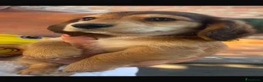 Dachshund 5