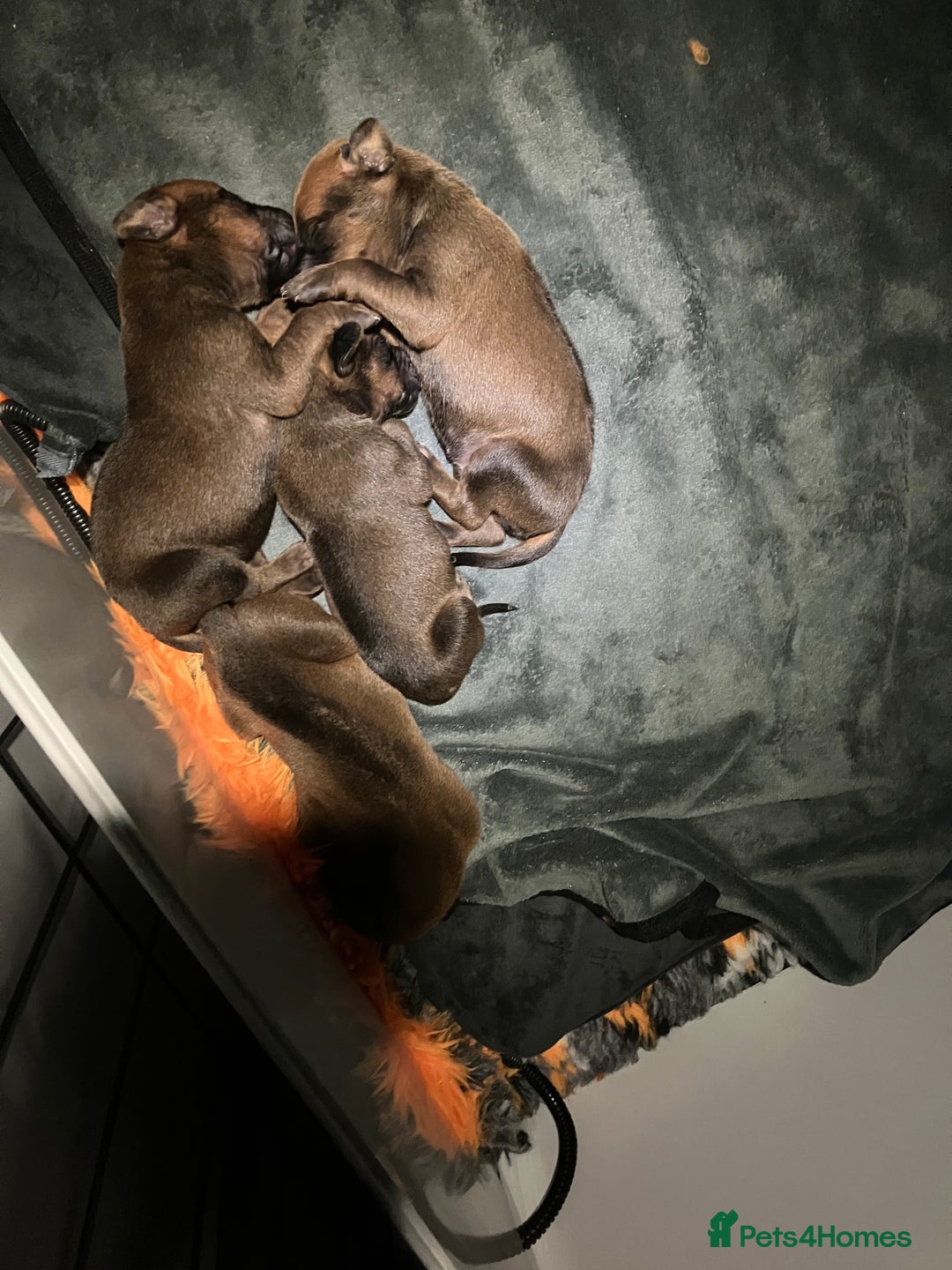 Rhodesian Ridgeback dogs for sale: * CUTENESS ALERT * READY END OF JANUARY - Advert 24