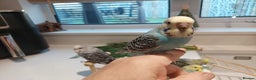 Budgerigars birds for sale: Tame Baby Budgies - Advert 10