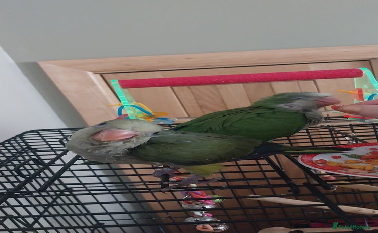 Parakeets birds - Advert 2