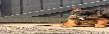 Mixed Breed 1